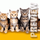 Поющие кошки