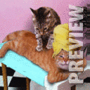Кошачий массаж