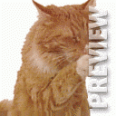 Рыжий котяра
