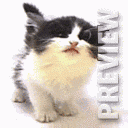 Котенок лижущий дисплей