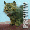 Мяукающий котенок
