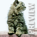 Котенок вертит головой