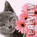 Котик с цветами