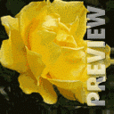 Роза