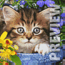 Котятки