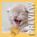 Котик