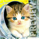 котенок в ведре