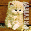 Рыжий котенок