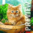 Котик в корзине