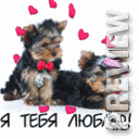 Я тебя люблю