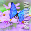 Голубая бабочка на розовых цветках