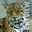 Леопард