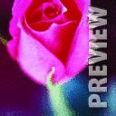 Роза 1