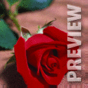 Роза 3