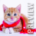 Котенок
