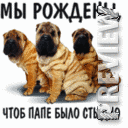 Шарпеи