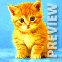 Рыжий котенок