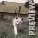 Кошачьи забавы