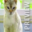 Котик играется