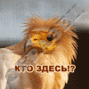 Иллюстрированные животные