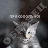 Прикольные зверюги