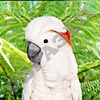 Птицы
