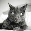 Кошки и собаки